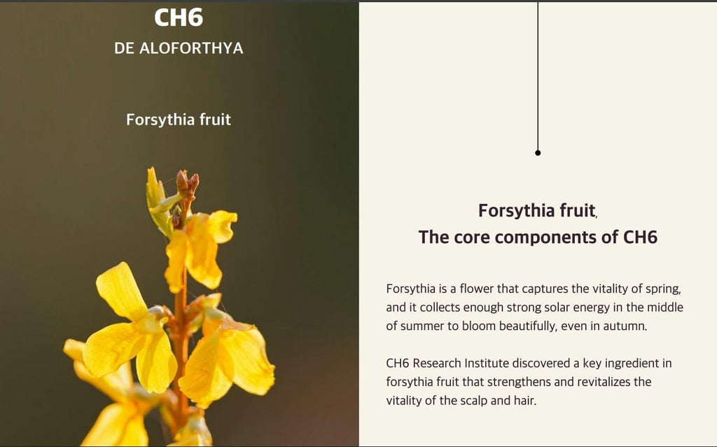 Wasfa Kalwanji CH6 Herbal Shampoo – Gentle & Sulfate-Free